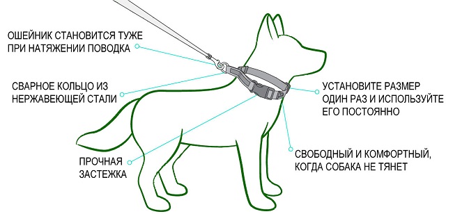 Строгий ошейник для собак (строгач): как правильно пользоваться