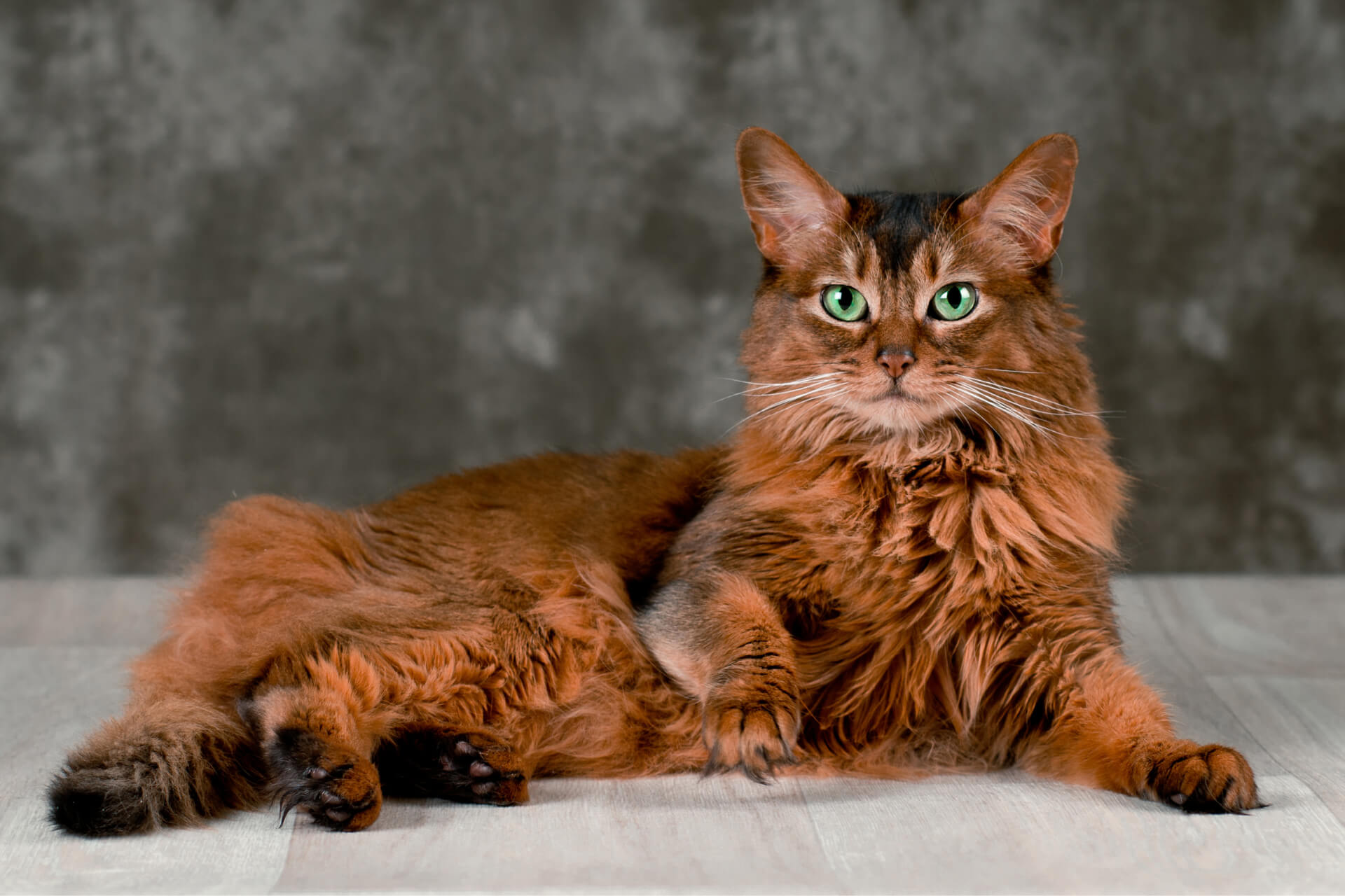 Сомалийская кошка: описание породы, фото, характер, видео