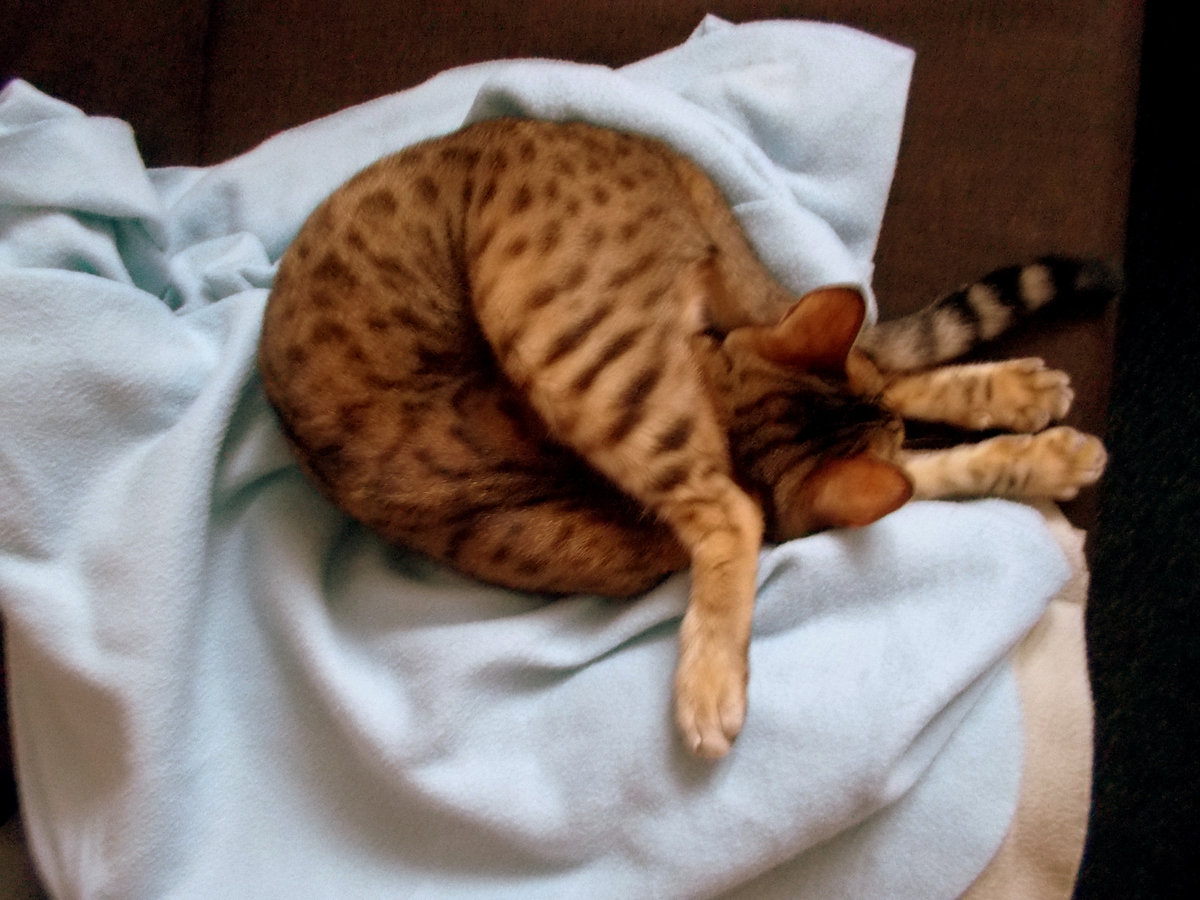 Нелепые позы, в которых спят кошки - так могут только они