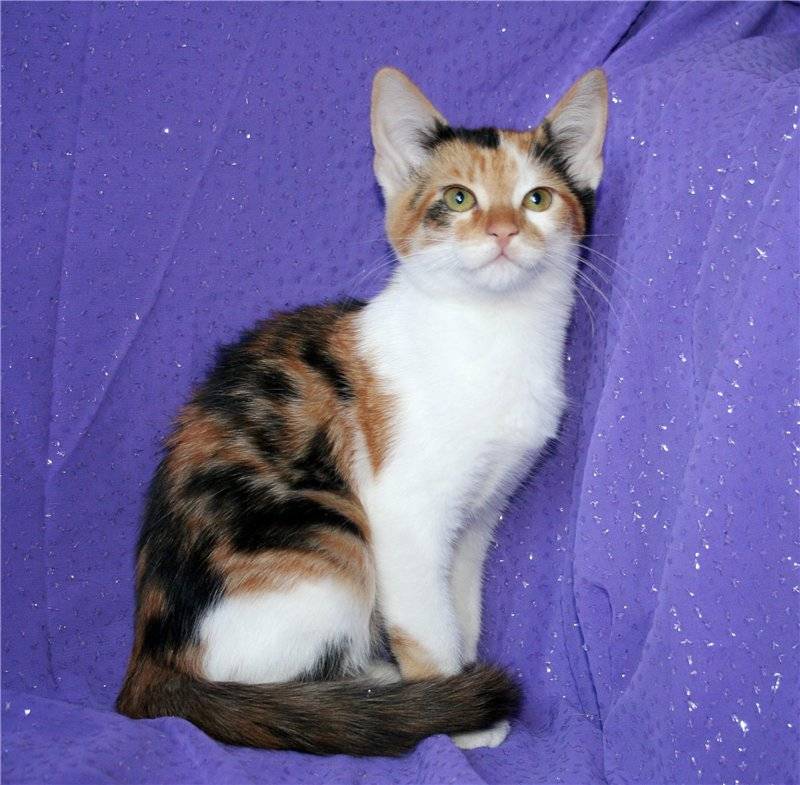 Трёхцветные кошки: породы, приметы, окрас, что приносит в дом, фото