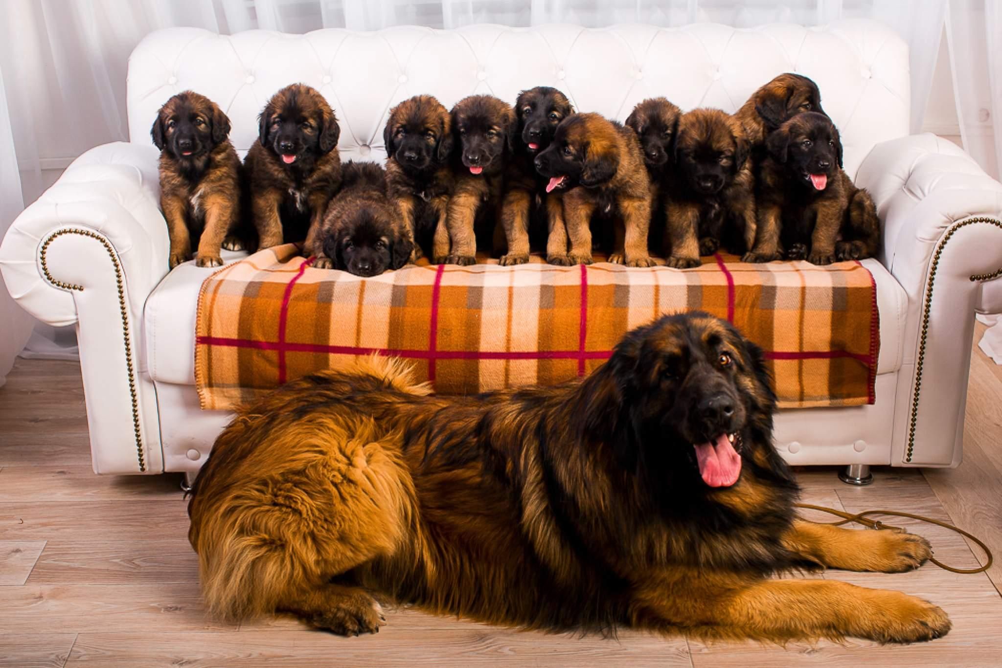 Фото собак разных пород больших собак