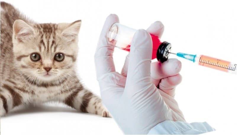 Вакцинация кошке от лишая - oozoo.ru