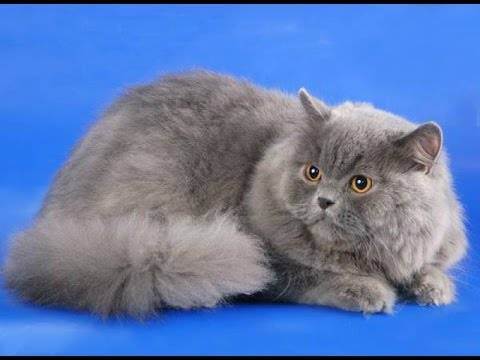 Скоттиш-страйт - шотландская прямоухая кошка