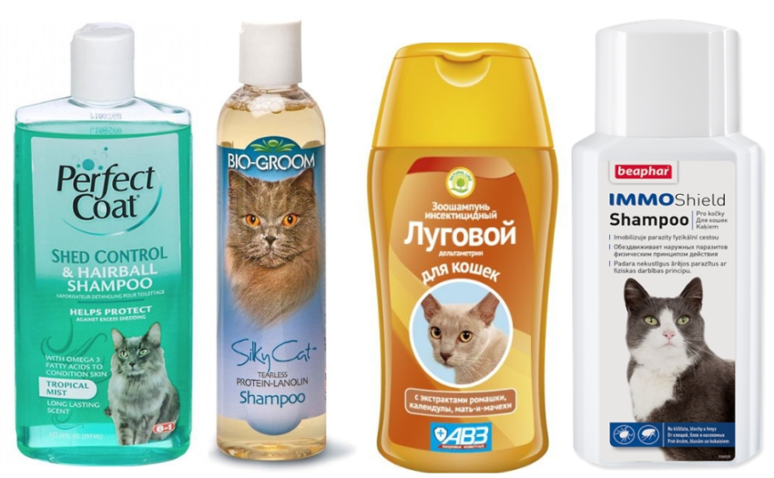 Чем мыть домашнюю кошку. Каким шампунем лучше мыть кошку.