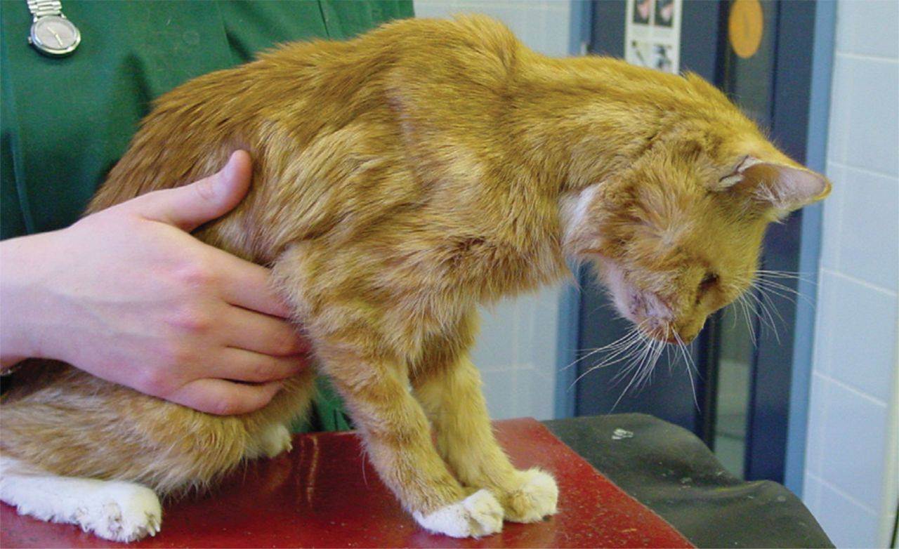Гепатит у кошек: виды, симптомы и лечение