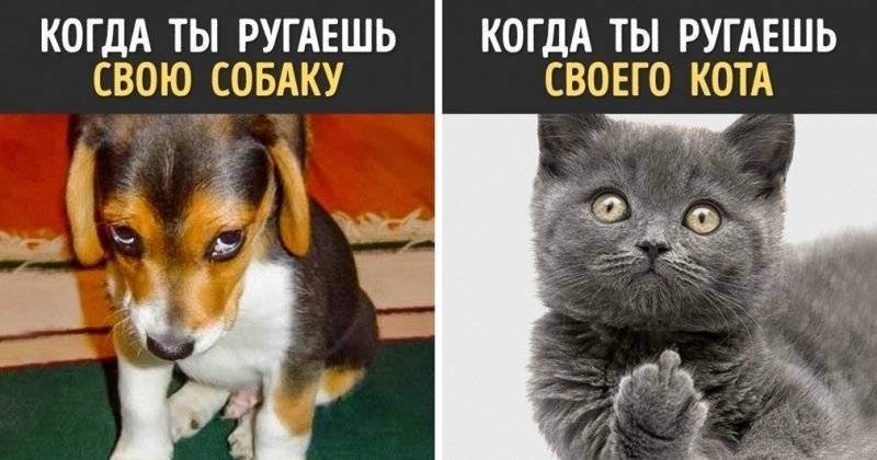 Кошка или собака, кого лучше выбрать фрилансеру?