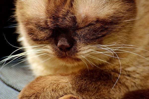 Кошка храпит во сне причины. почему кот или кошка сопит носом при дыхании. когда нужно показать кота ветеринару