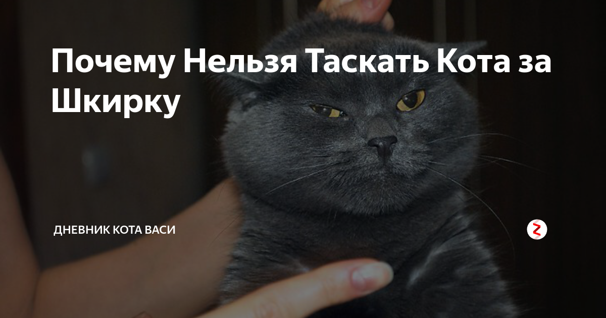 Почему нельзя брать животных за шкирку? - gafki.ru