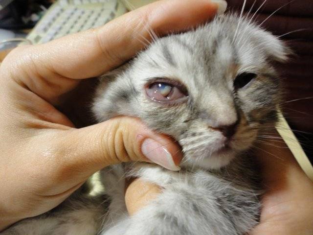 У кота сопли и слезятся глаза: причины, диагностика и лечение болезни