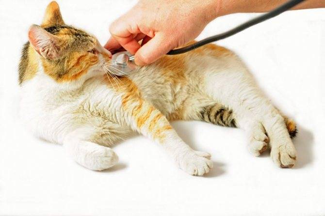 Одышка у кошки: виды, причины, лечение
одышка у кошки: виды, причины, лечение