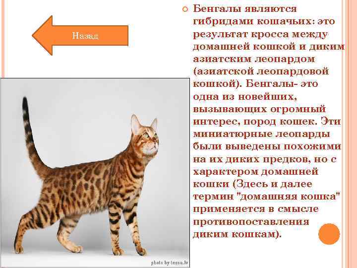 Леопардовая кошка — лучшие породы этого окраса