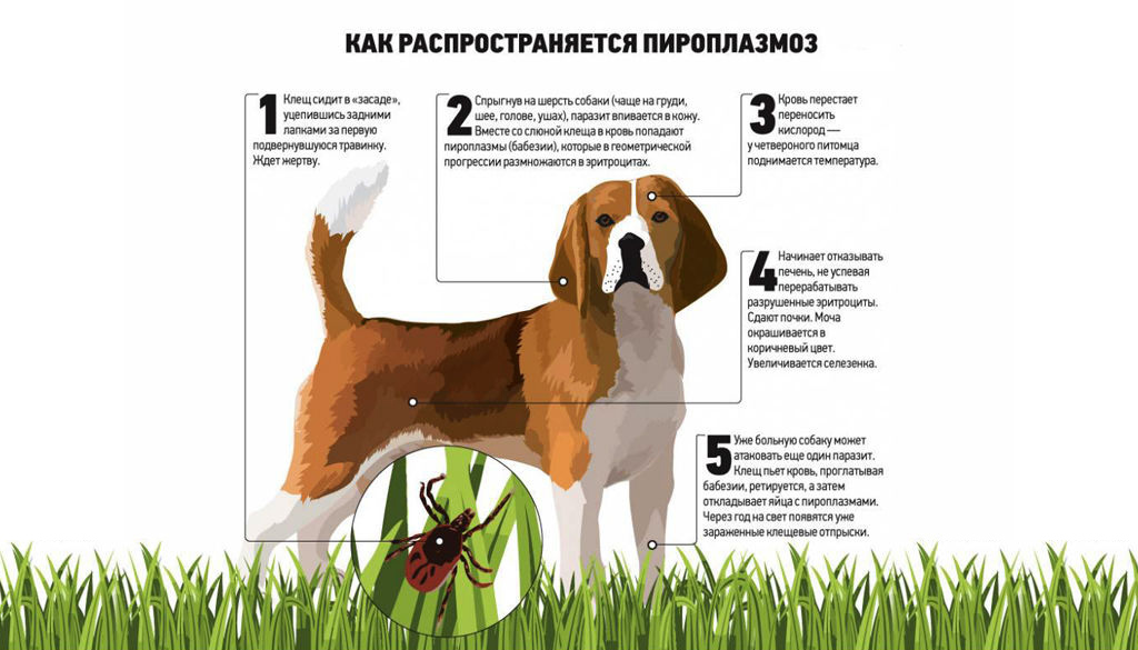 Пироплазмоз (бабезиоз) собак: симптомы, лечение, профилактика.