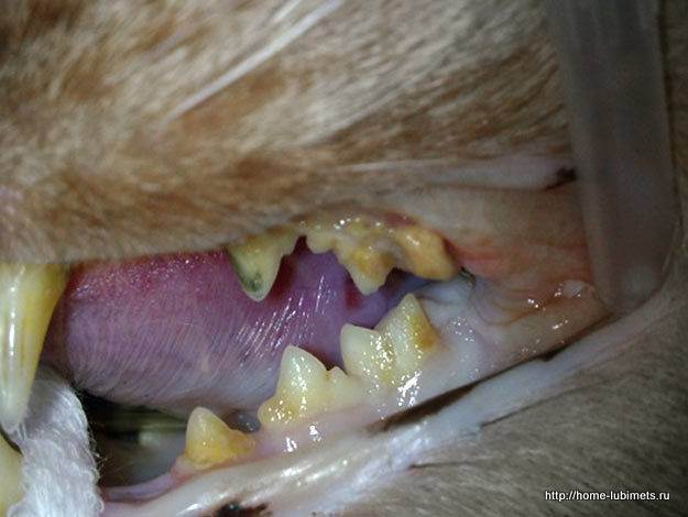 «чеширский кот»: как правильно ухаживать за зубами своего питомца