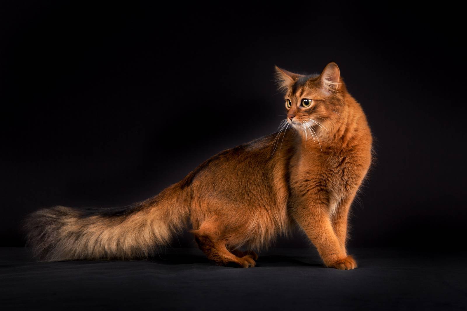 Сомалийская кошка: описание и характер породы, основы ухода, фото