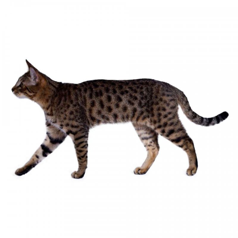 Калифорнийская сияющая кошка: фото, описание породы, характер