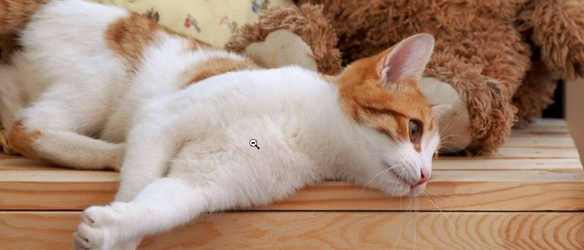 Что делать если у кота опухла лапа? - oozoo.ru