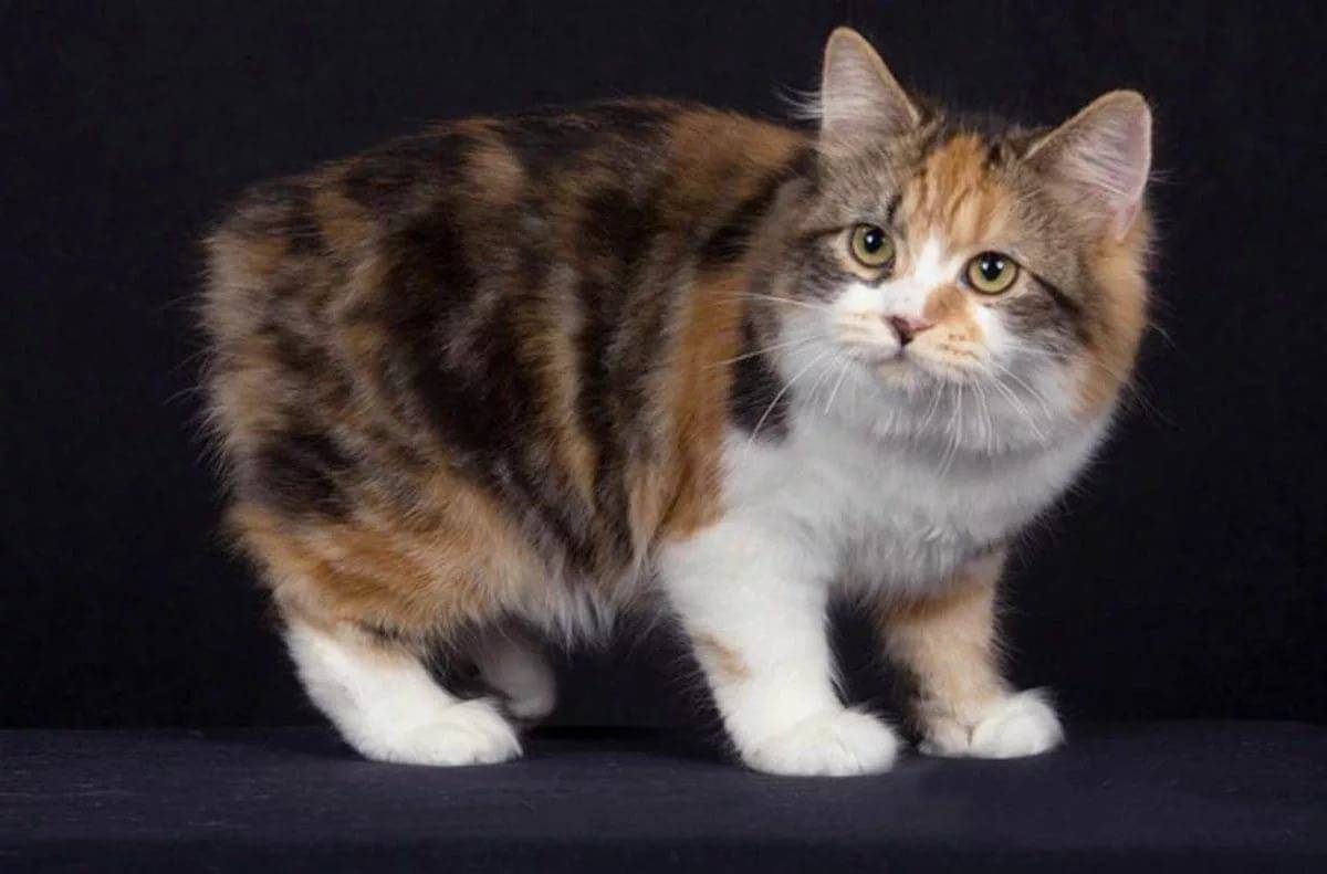 Шотландская шиншилла: вариации окраса, характер и условия содержания кошек