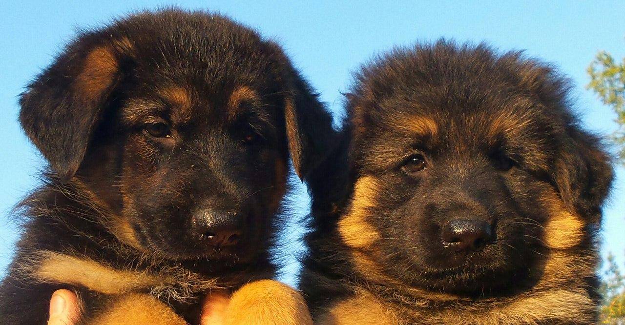 Самые умные породы собак — топ10 с фото и описанием