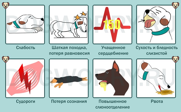 Как помочь собаке в жару — как ведут себя питомцы, можно ли их купать, как охладить