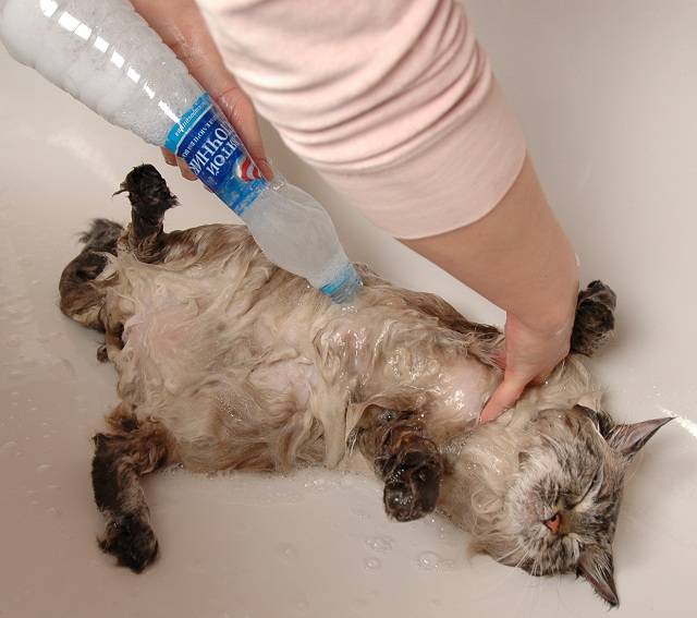 Чем помыть кота, если нет специального шампуня?