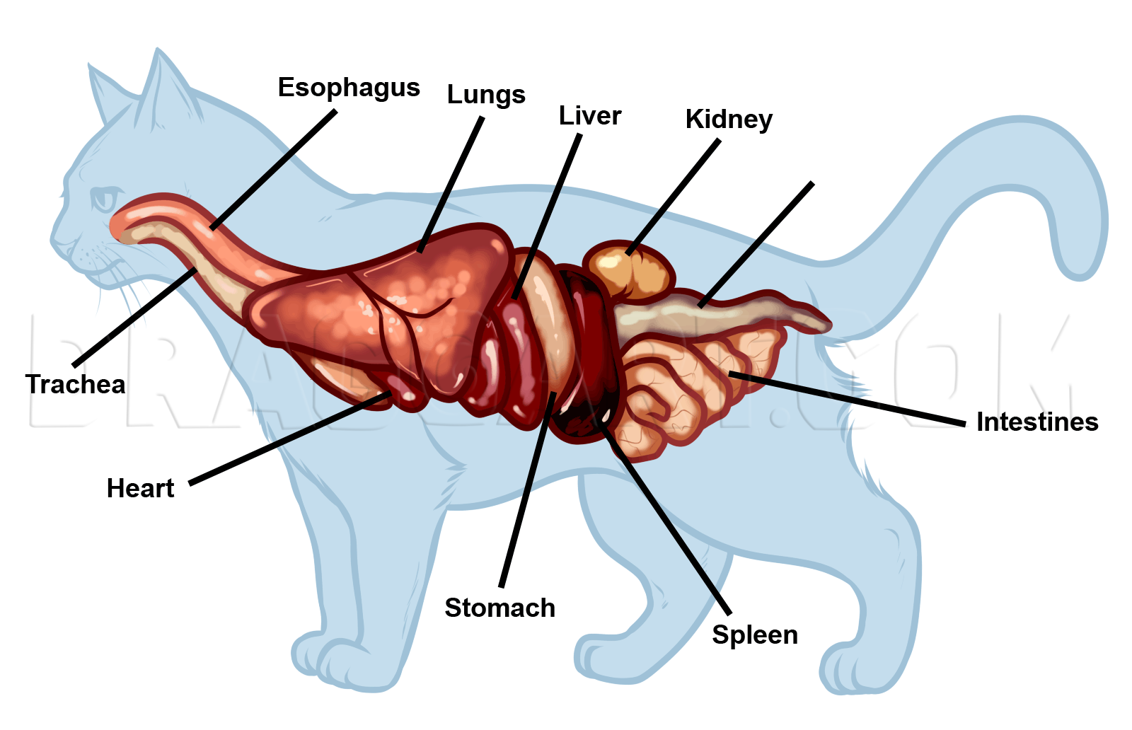 органы кота фото