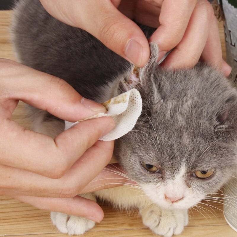Чем и как чистить уши кошке в домашних условиях
