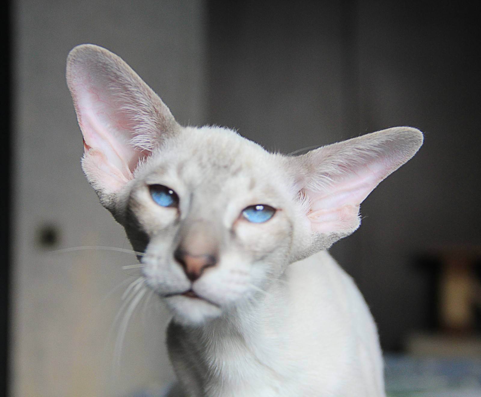 Кошки с большими ушами: породы