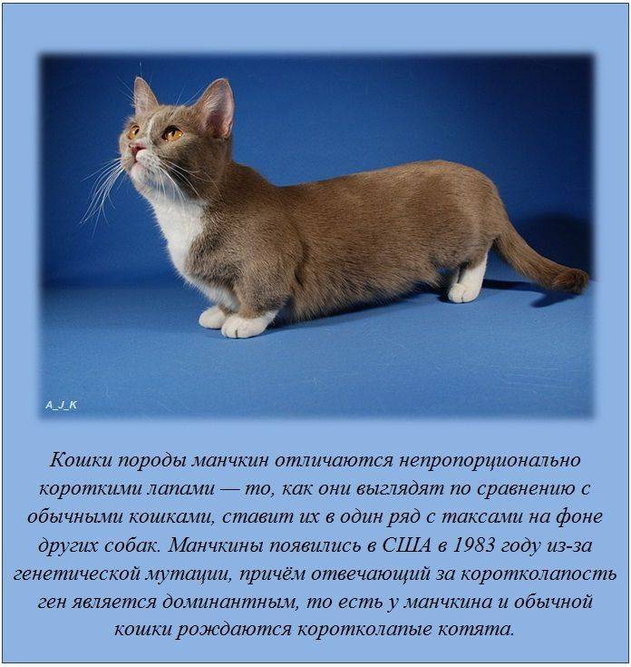 Коты породы манчкин: описание, содержание питомца, отзывы владельцев | medeponim.ru