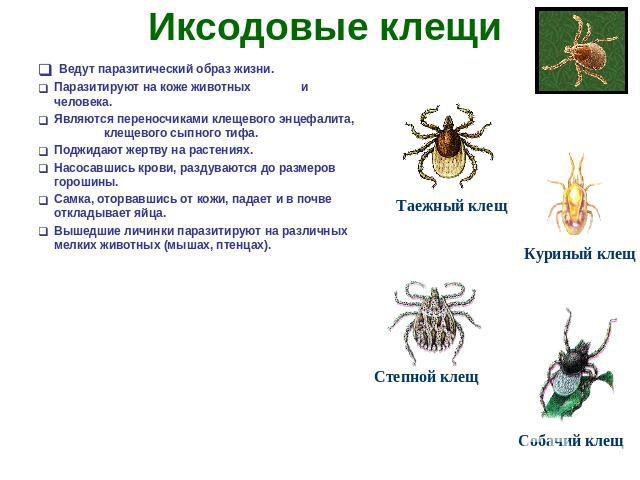 Иксодовые клещи виды фото и описание