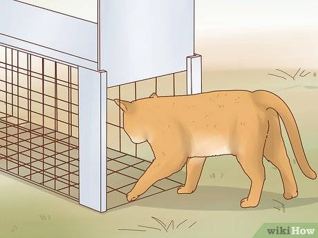 Как приручить дикого котенка или кошку
