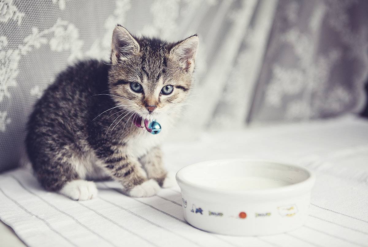 Можно ли кошкам молоко и какие существуют ограничения?