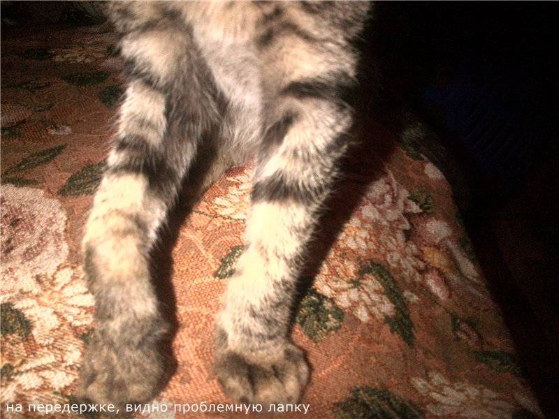 5 причин почему кот хромает на переднюю лапу - что делать