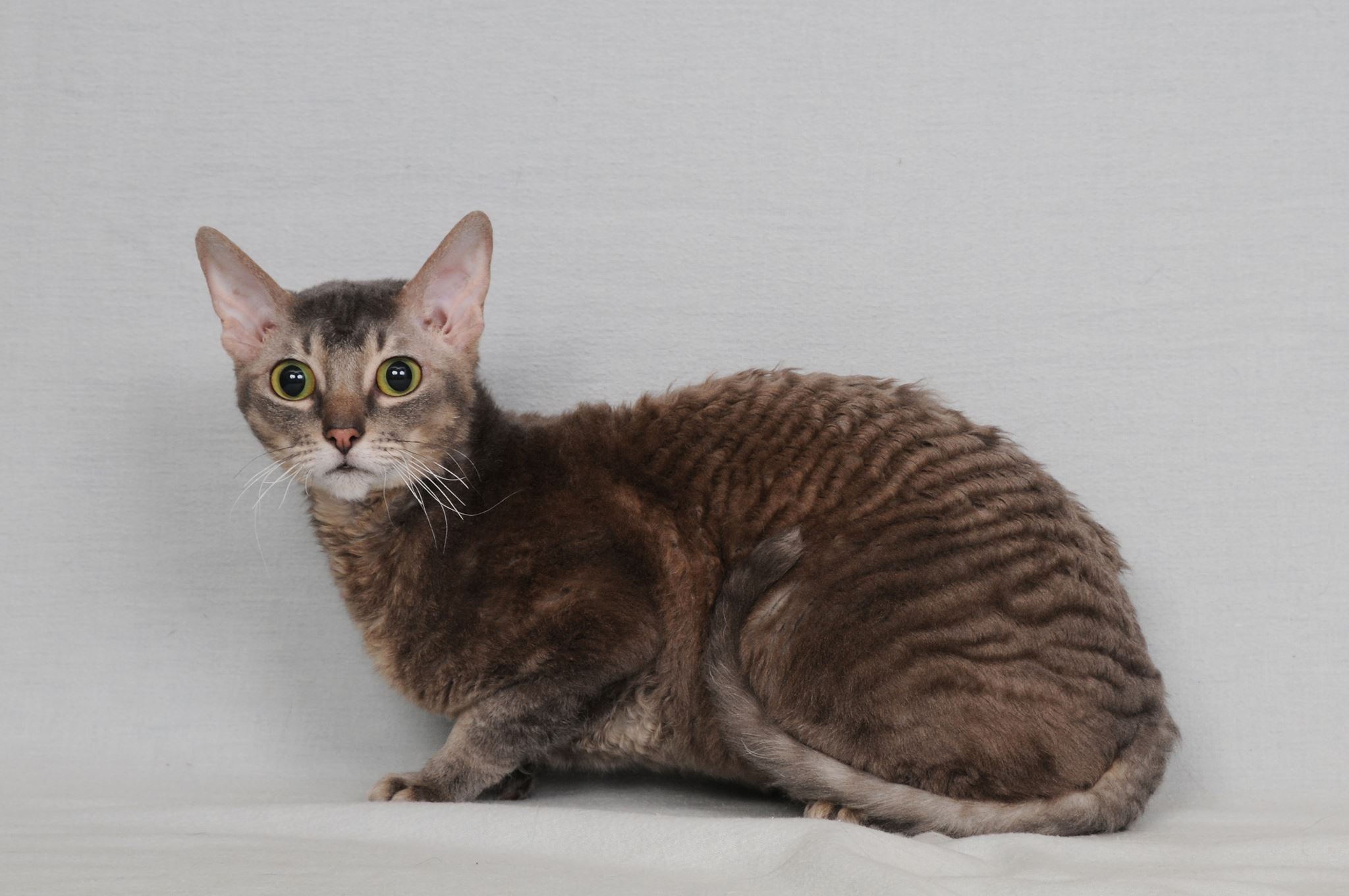 Немецкий рекс-30 фото, описание характера и внешности, котята