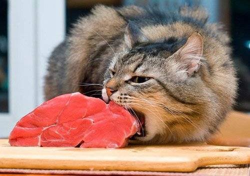 Можно ли кошке или коту сырые продукты?