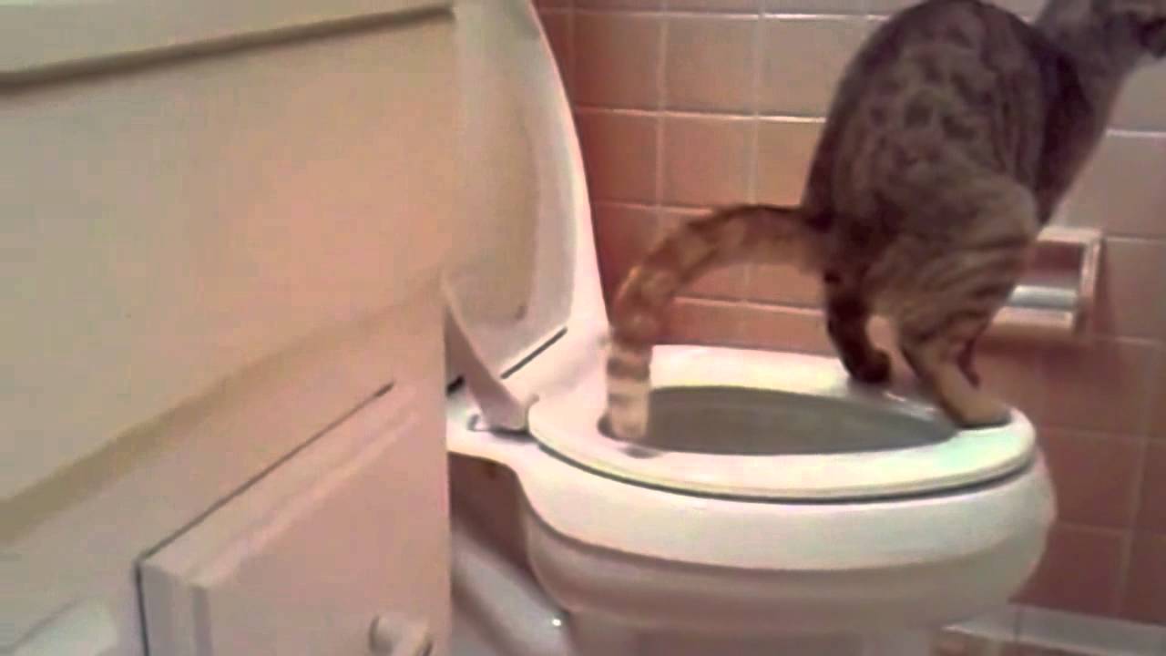 Что делать, если котенок несколько дней не ходит в туалет по-большому: помощь в домашних условиях