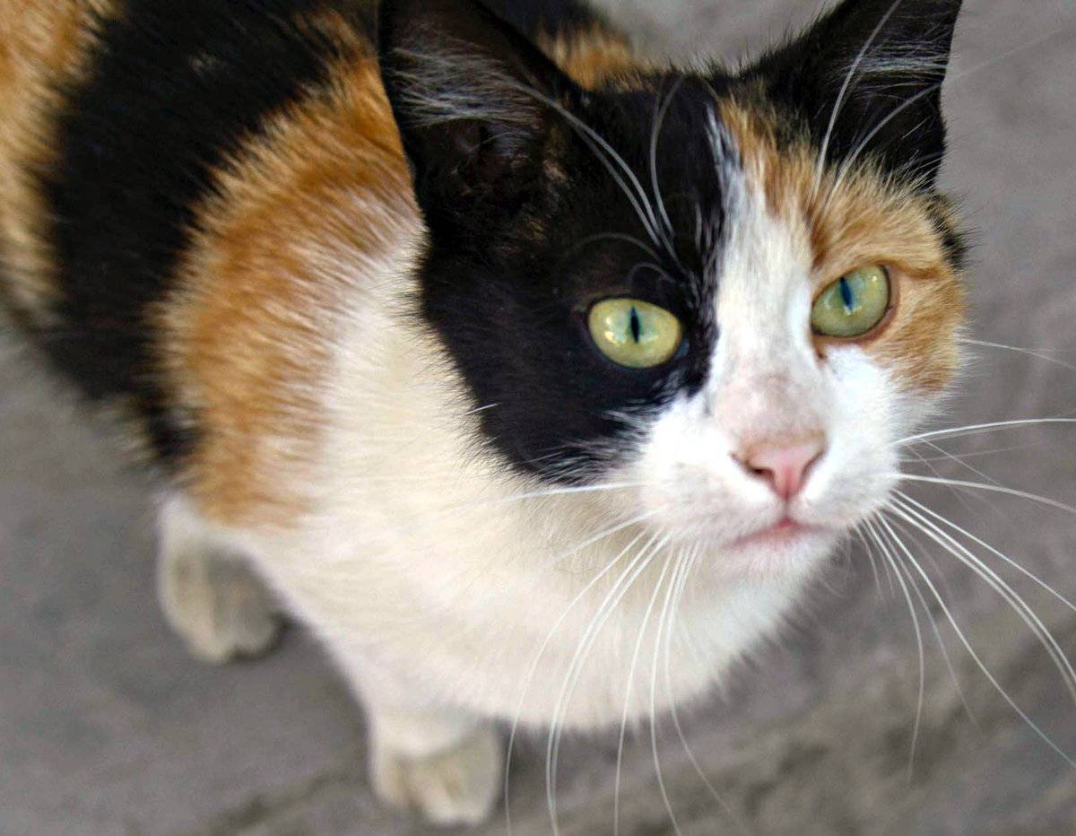 Трехцветная кошка: приметы и особенности
трехцветная кошка: приметы и особенности