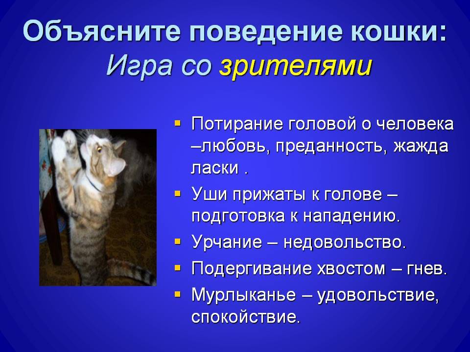Как по поведению кошки понять, что у нее проблемы со здоровьем | brodude.ru