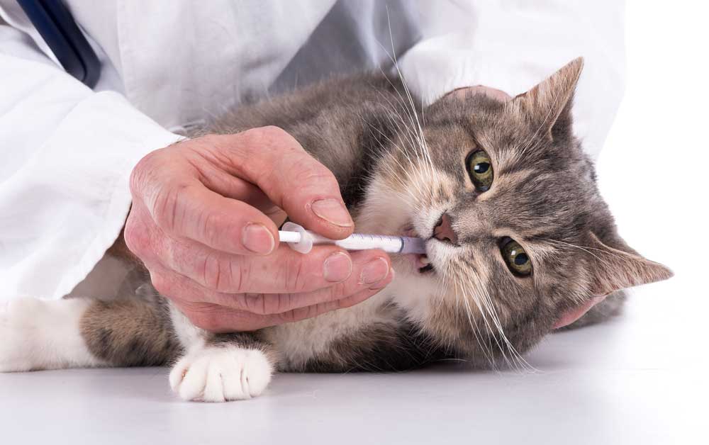 Туберкулез у кошек: диагностика, лечение, как не заразиться от питомца