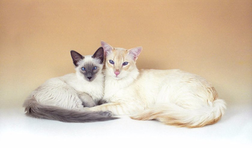 Балинезийская кошка: фото, описание, характер, содержание, отзывы