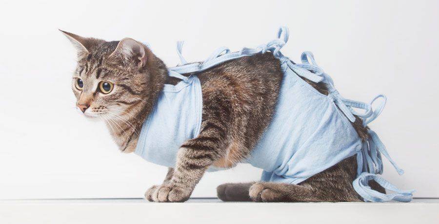 Уход за кошкой после стерилизации: всё о чем должен знать хозяин