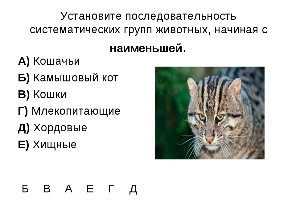 Крупные таксономические группы. Последовательность систематических групп животных. Последовательность расположения систематических групп животных. Установите последовательность схематических категорий животных. Систематика животных кошка.