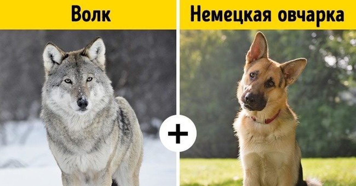 Существуют ли помеси собак и волков: название породы и внешность гибрида
