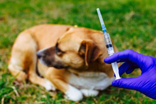 Схема прививок от бешенства для человека: как проводят вакцинацию в профилактических целях и в случае укуса животного?