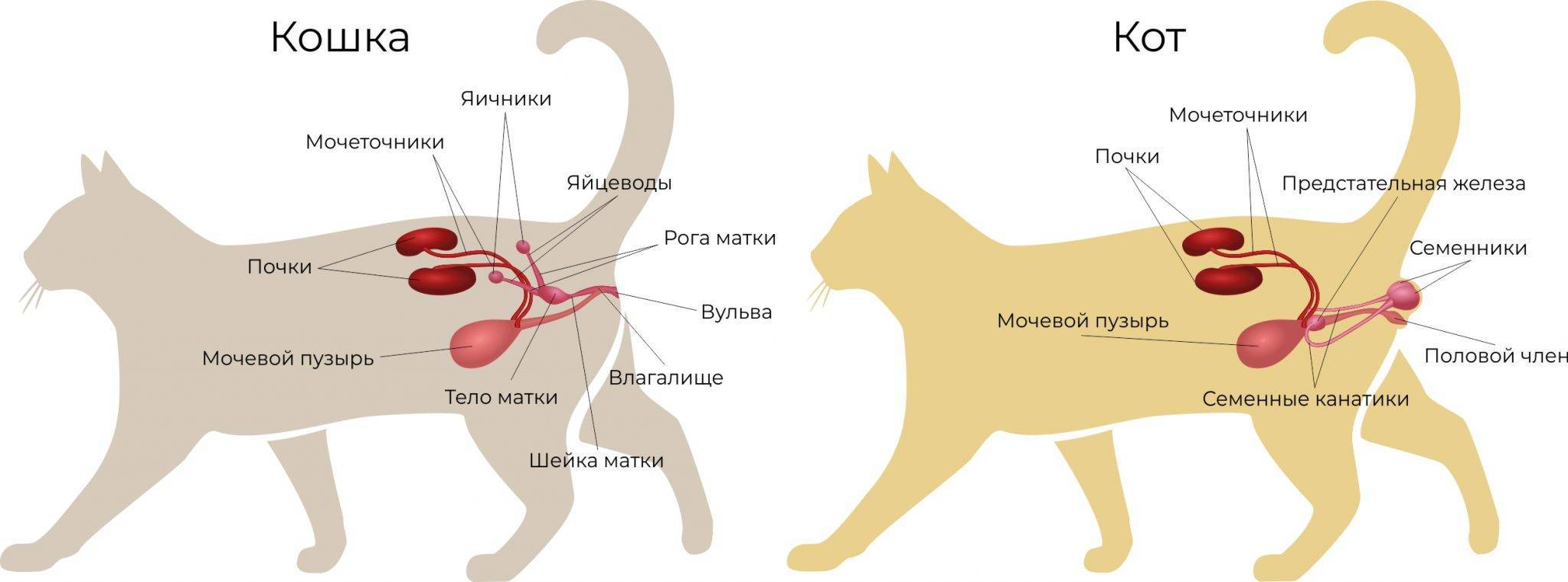 Сколько должно быть сосков у кошки и кота - oozoo.ru