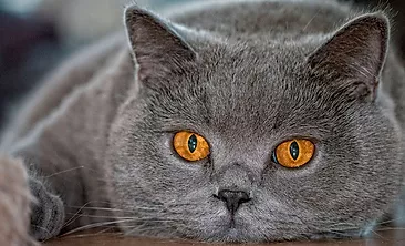 Британская шиншилла: кошка с роскошным окрасом и благородными манерами