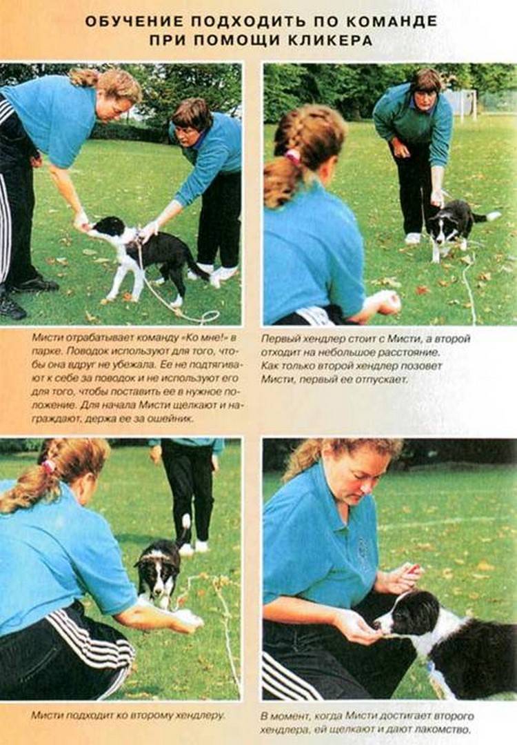 Подробная пошаговая инструкция по обучению собаки команде «голос»