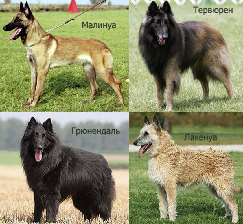 Бельгийская овчарка – виды, фото собак, описание породы