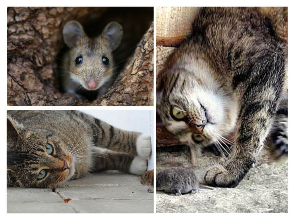 Коты-крысоловы: названия пород, их описания и фото кошек-крысоловок