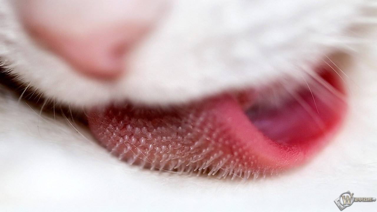 Язык кошек: строение и заболевания