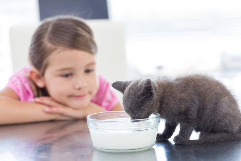 Когда котята начинают есть самостоятельно, особенности питания новорожденных, приучение к миске, рацион в переходный период